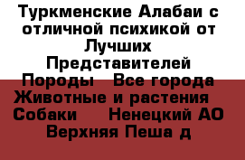 Туркменские Алабаи с отличной психикой от Лучших Представителей Породы - Все города Животные и растения » Собаки   . Ненецкий АО,Верхняя Пеша д.